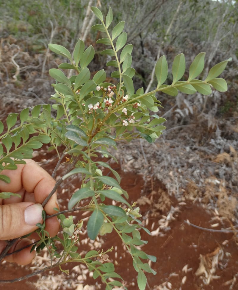 Guioa villosa, Callmander, M 1257--New Caledonia. Tiebaghi. 17 Nov 2015. DSC03437 (205).JPG