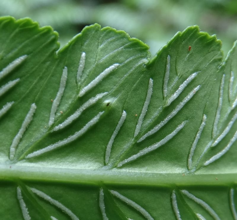 Diplaziopsis javanica, Munzinger, J 7402--New Caledonia. Haute Robinson. 11 Nov. 2015. DSC00909 (321).JPG