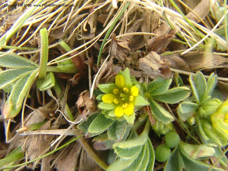 Sibbaldia semiglabra-Georgia. Vic. of Tskhrats'karo Pass. 7 Jun 05. 131.jpg