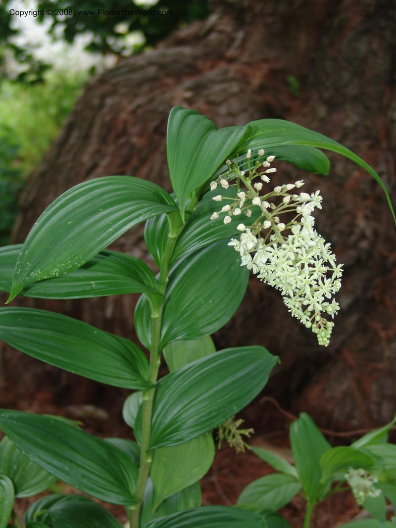 Smilacina, 2001.0676--CA. UC Berkeley Bot. Garden. 31 May 07. 166.jpg