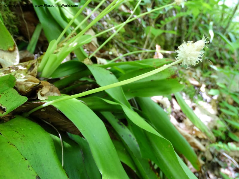 Cymophyllus fraserianus, Davidson, C 12984--North Carolina. Clay Co. Perry Gap Rd, Barnard's Cr. 13 May 2015. DSC04860 (64).JPG