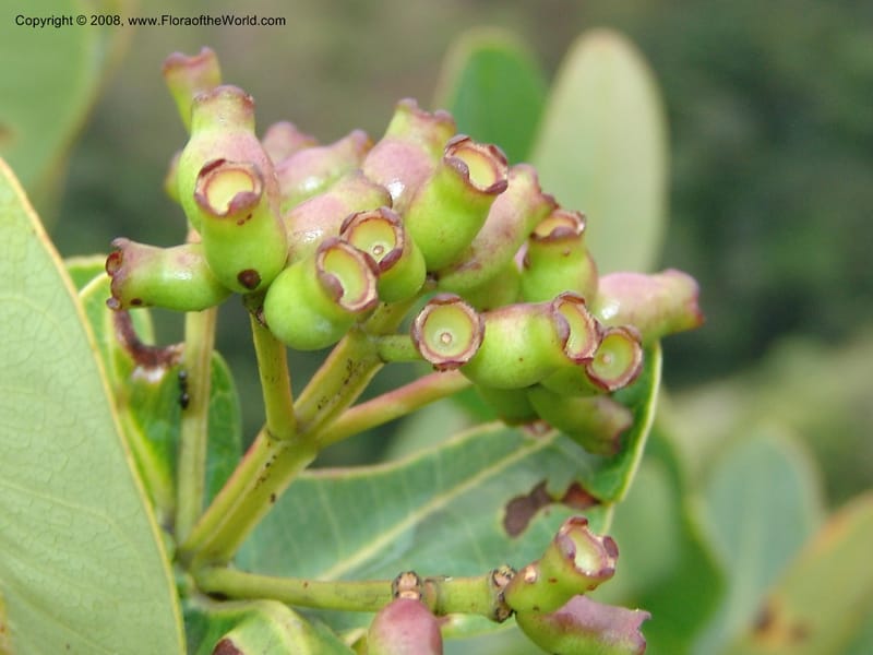 Syzygium cordatum--So.Africa. E. Cape. Umtamvuna Nat. Res. 11 Mch 05. 279.jpg