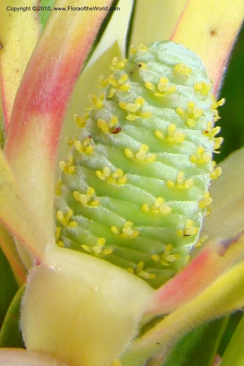 Leucadendron eucalyptifolium, C. Davidson 11495--South Africa. W. Cape. Korente River. 22 Aug 09. 344 (96).jpg