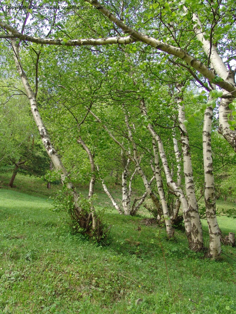 Betula litwinowii--Georgia. Kazbeki. Trail-road to Sameba Church. 2 Jun 05. 057.jpg