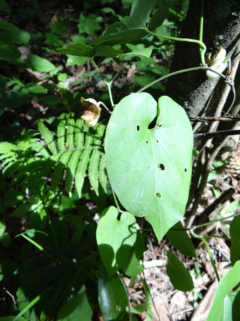 Aristolochia, Li Pan 1205292--China. Zhejiang Prov. Tian Mu Shan. 29 May 2012. DSC00348 (153).JPG