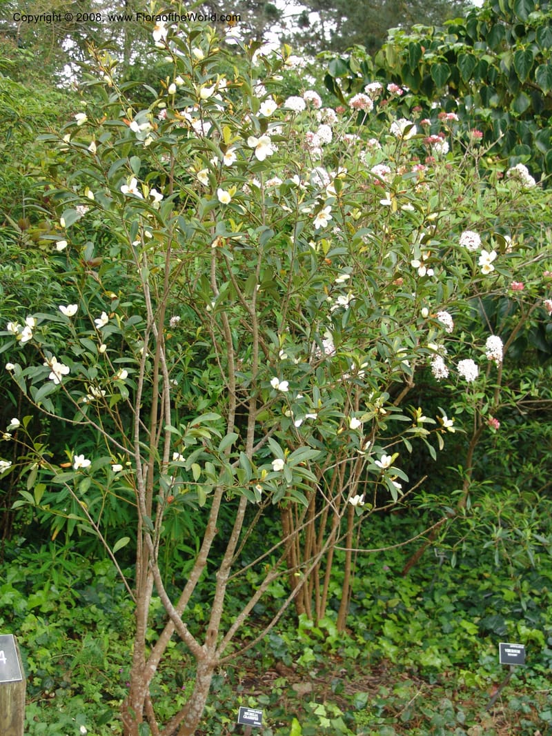 Michelia crassipes--CA. San Francisco Botanical Garden (Strybing Arb.). 30 Mch 06. 085.jpg