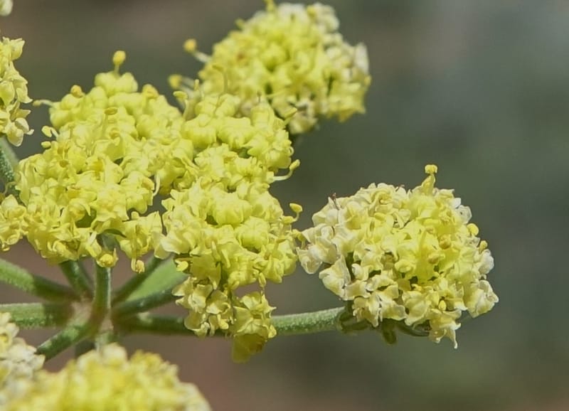 Lomatium simplex, C. Davidson 13563--ID. Blaine Co. Rock Creek Preserve. TNC. 14 May 2017. DSC00477 (92).JPG