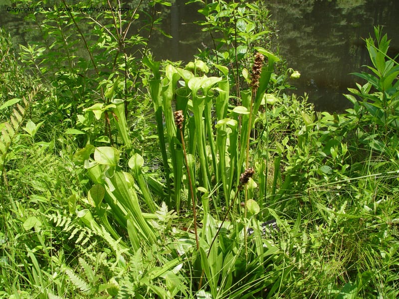 Sarracenia oreophylla--DE. Mt. Cuba Center. 24 Jun 03. 096.jpg