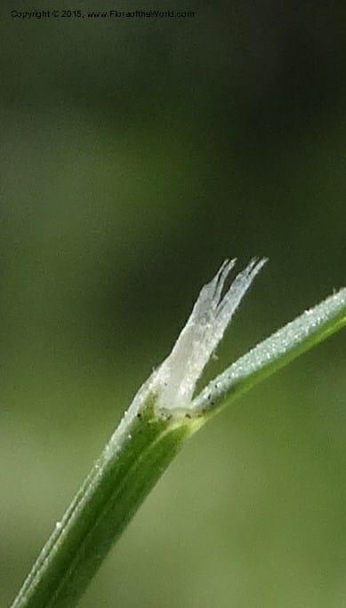 Sporobolus, Davidson, C 12579--Idaho. Valley Co. Lick Cr. Summit. 14 Jul 2014.  (133).JPG
