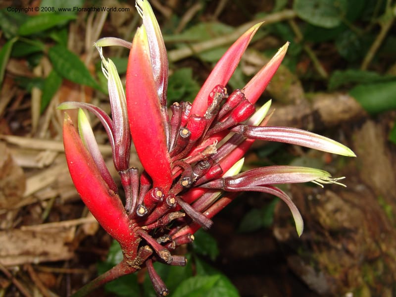 Heliconia, RVasquez32993--Peru. Pillcopata. Qbda Pini Pini. 29 Oct 07. 687.jpg