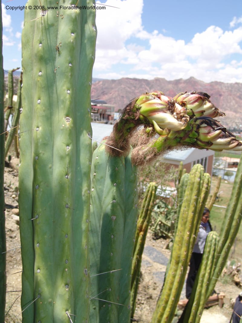 Trichocereus bridgesii--Bolivia. La Paz. Jardin Botanico La Paz. 3 Dec 04. 111.jpg