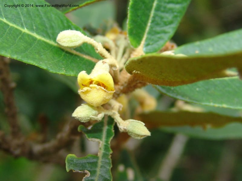 Anastrabe integerrima--So.Africa. E. Cape. Umtamvuna Nat. Res. 11 Mch 05. 078a (12).jpg