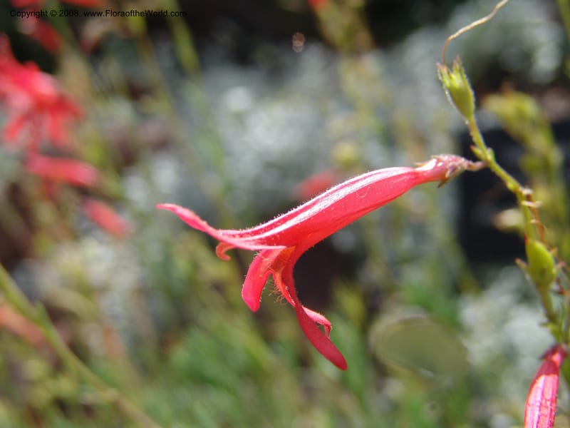 Penstemon pinifolius--AZ.  Arboretum at Flagstaff. 3 Sep 04.  175.jpg