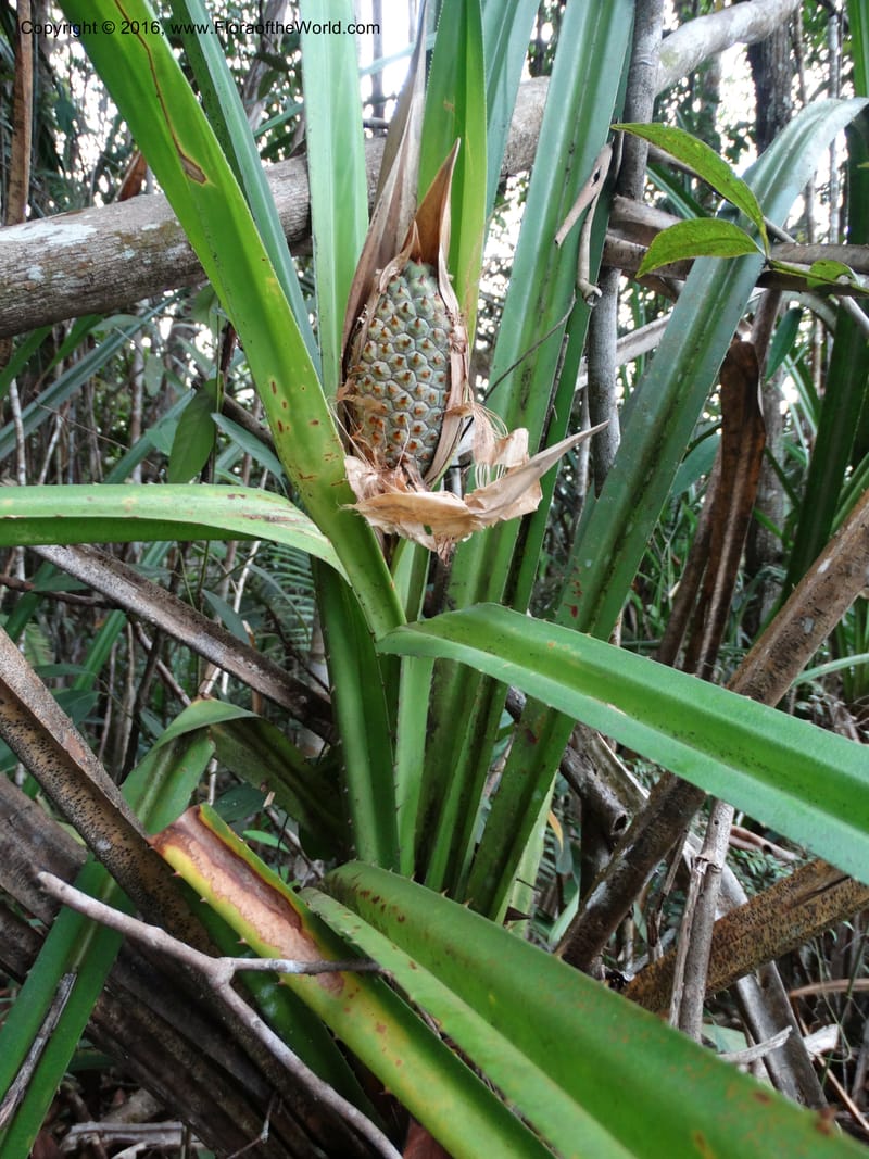 Pandanus occultus, Callmander, M 1184--Sabah. G. Silam. 1 Oct 2014. DSC00937 (25).JPG