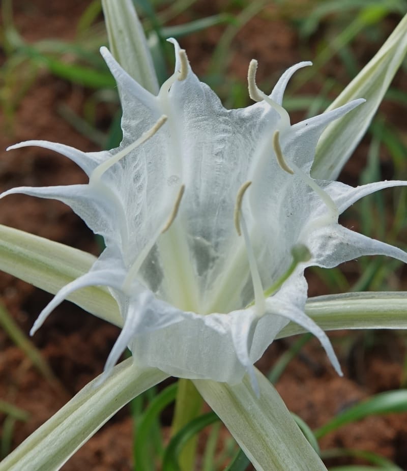 Pancratium tenuifolium, L. Nanyeni 1257--Namibia. Hwy D1471, S of Eningu Farm. 28 Mar 2018. DSC03969 (5).JPG