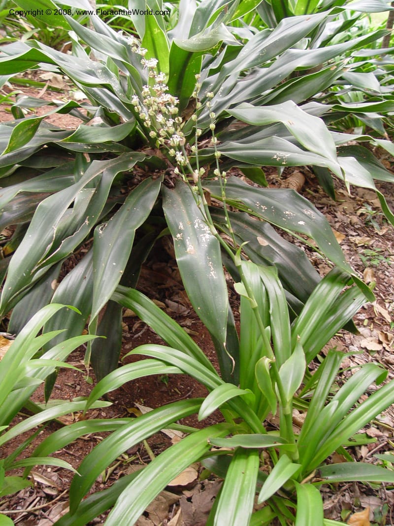 Callisia fragrans--So. Africa. Durban Bot. Gard. 3 Oct 03. 010.jpg