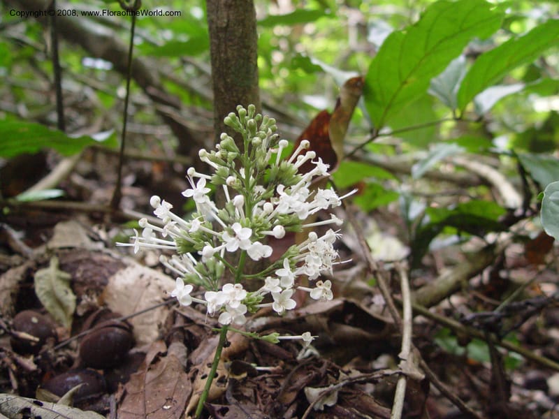 Clerodendrum--Ghana. Kakum Nat. Park, 12 Dec 03. 134.jpg