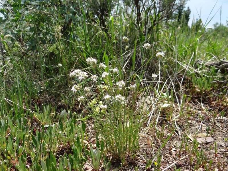 Eremogone congesta var. congesta, Mansfield, D 12-646--ID. Bear Lake Co. Mt. Sherman. 13 Jul 2012. DSC03679 (10).JPG