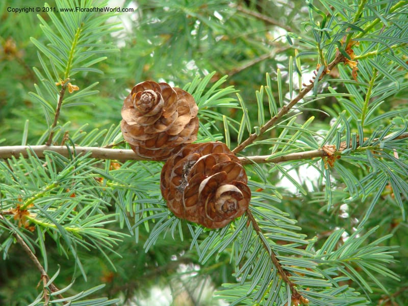 Pseudotsuga sinensis v. gaussenii, 20773-0402-1980--Canada. BC. Univ. BC Bot. Garden. 27 Jul 08. 388.jpg