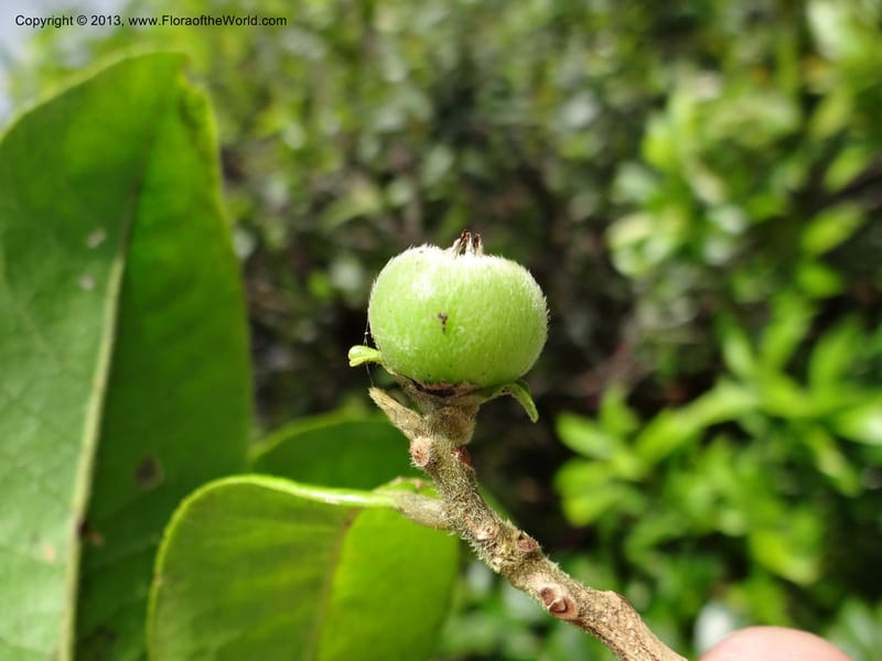 Pyrenaria diospyricarpa, VC 5500--Thailand. Chiang Mai. Doi Inthanon N. P. 8 Nov 2012. DSC07747 (198).JPG