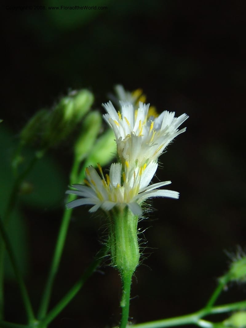Hieracium albiflorum--ID. Valley Co. Payette Lake. Sylvan Beach. 17 Jul 05. 072.jpg