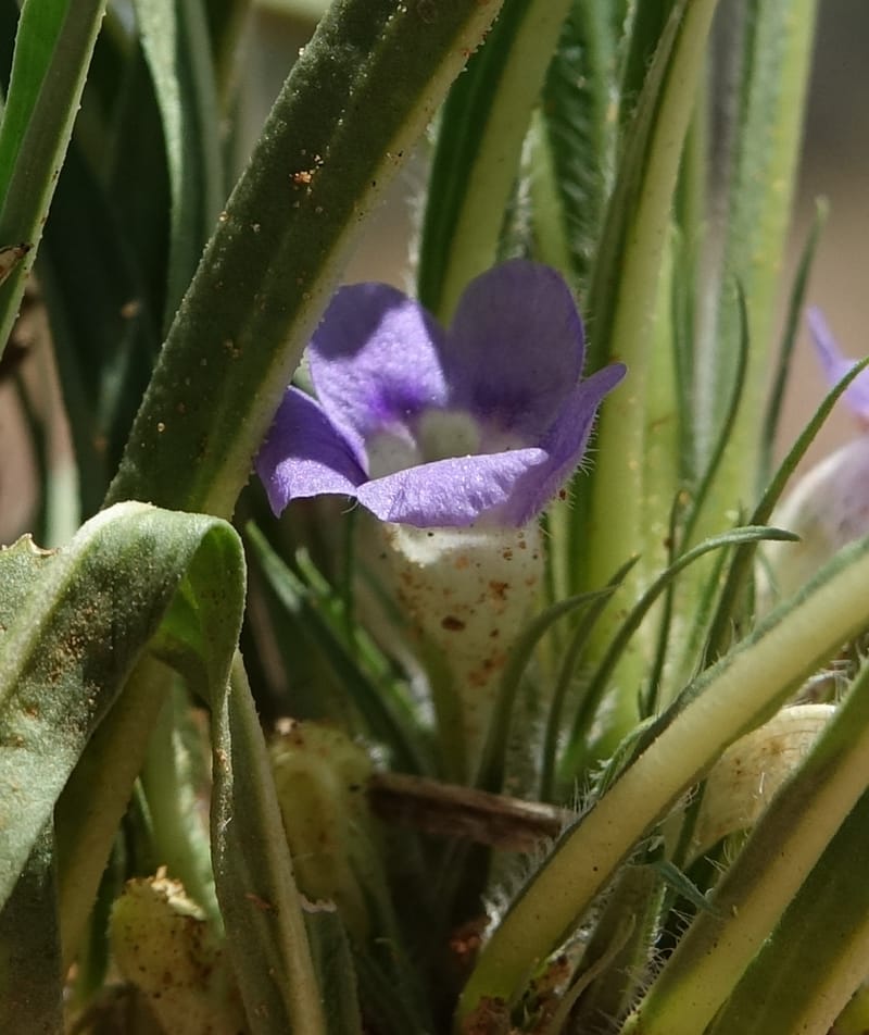 Aptosemum lineare, L. Nanyeni 1168--Namibia. Hwy B1, rest stop at odom 161. 16 Mar 2018. DSC01241 (27).JPG