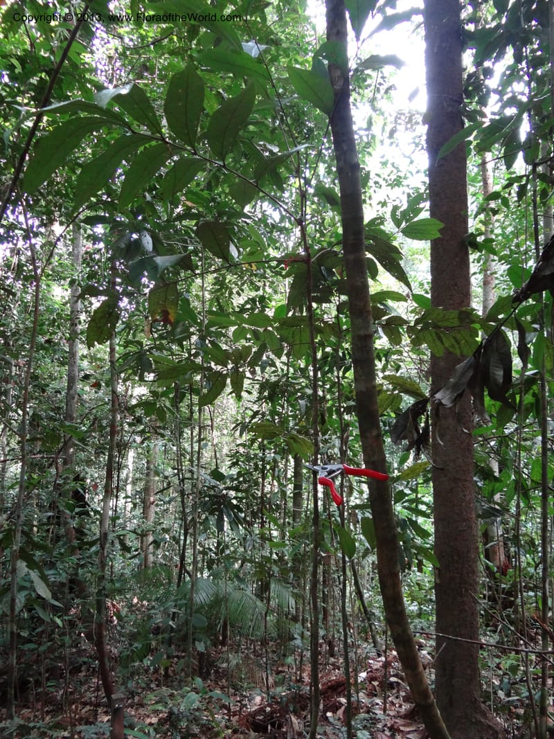 Lepisanthes, Buerki 339--Malaysia, Sabah. Kebun Cina. 12 Apr 2012. DSC08489 (4).JPG