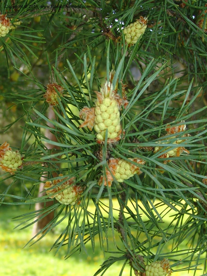 Pinus kochiana--Georgia. Bakuriani Botanical Garden. Forest. 7 Jun 05. 006.jpg