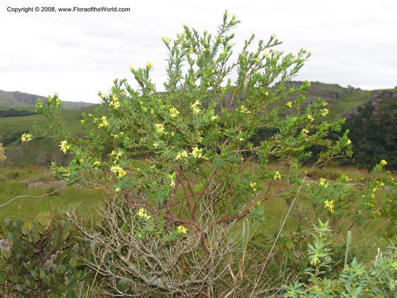 Gnidia--So.Africa. E. Cape. Umtamvuna Nat. Res. 11 Mch 05. 025.jpg