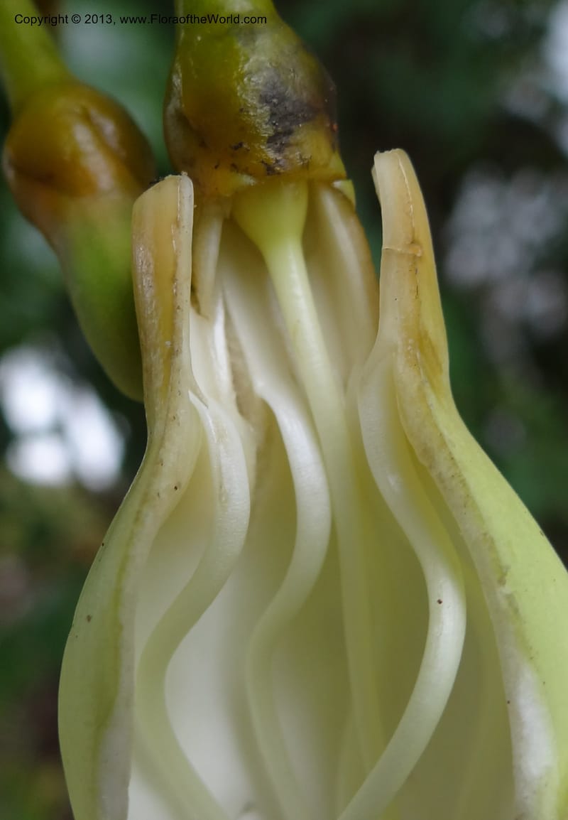 Fagraea, S.98879--Malaysia, Sarawak. Kubah Nat. Park. 28 Mar 2012. DSC05973 (70).JPG