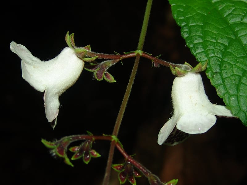 Monopyle, Croat 96416--Ecuador. Prov. Pichincha. Pacto-Pto. Quito Rd.. 25 Mar 06. 499 (4).jpg