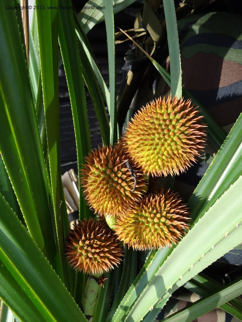 Cluster of spiky globose fruit heads among spiny foliage