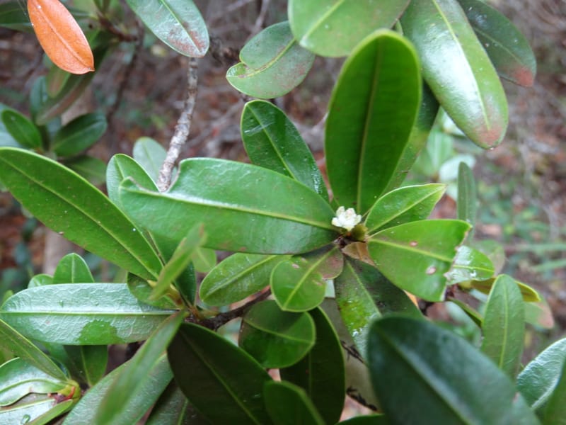 Erythroxylum, Lowry, P 7413--New Caledonia, Plage de Pindai. 18 Nov 2015. DSC03633 (100).JPG