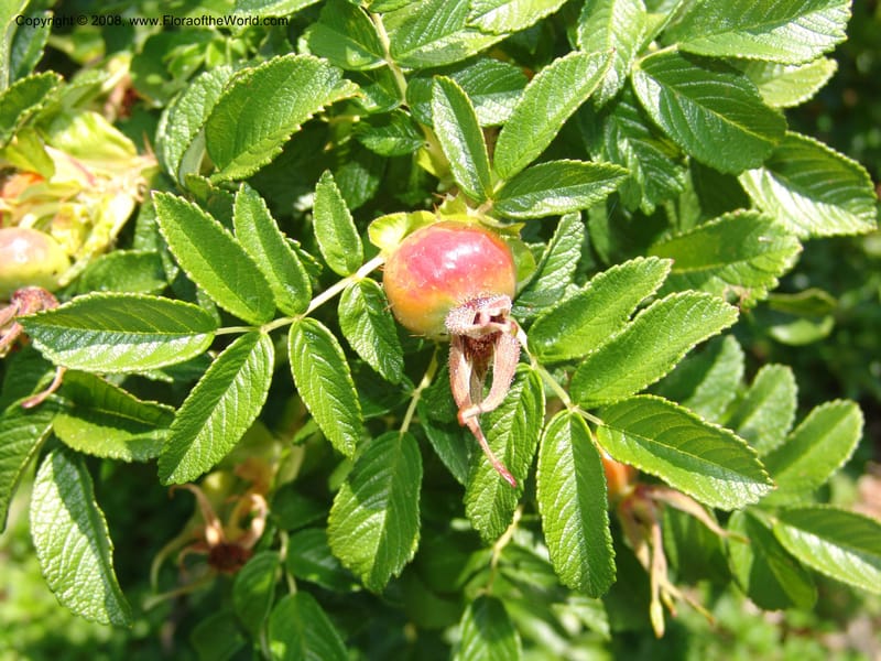 Rosa rugosa--CA. Quarryhill Bot. Garden, Glen Ellen. 1 Jun 07. 070.jpg