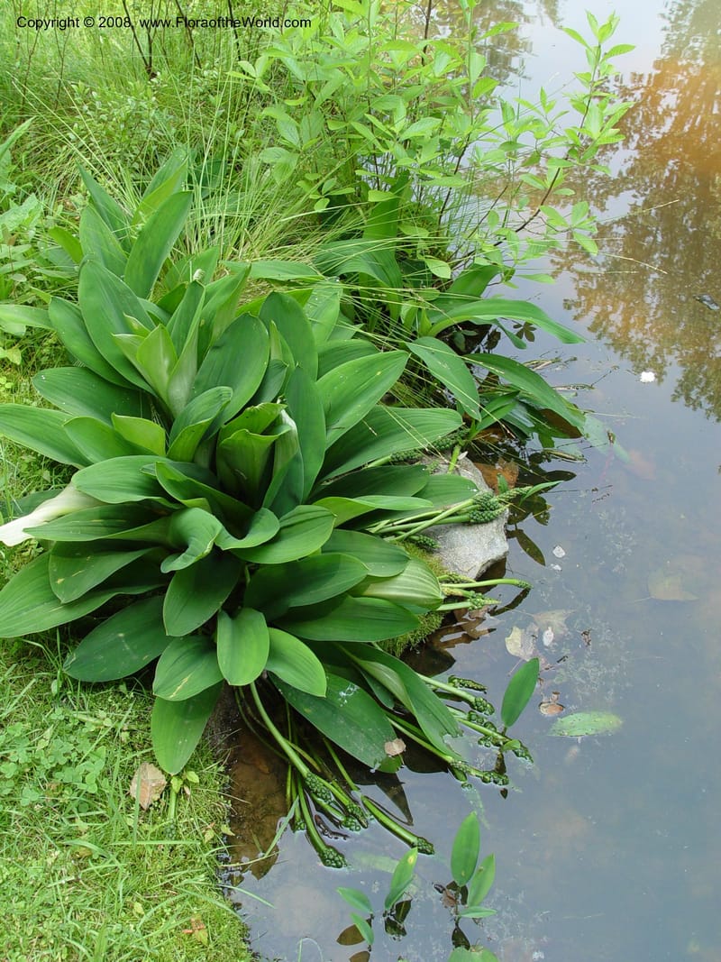 Orontium aquaticum--DE. Mt. Cuba Center. 24 Jun 03. 099.jpg