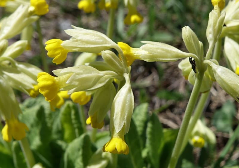 Primula veris subsp. veris, Davidson, C 13321--Switzerland. Les Violettes. 4 Jul 2016. DSC09126 (388).JPG
