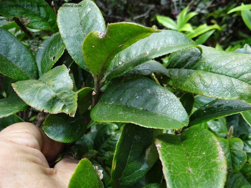Pyrenaria diospyricarpa, VC 5500--Thailand. Chiang Mai. Doi Inthanon N. P. 8 Nov 2012. DSC07747 (196).JPG