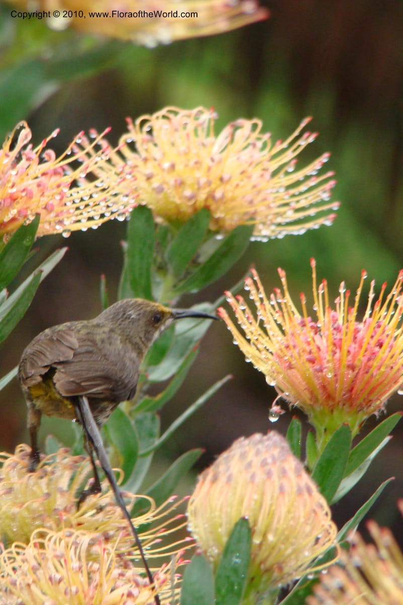 Leucospermum gueinzii--South Africa. Kirstenbosch Bot. Gard. 21 Aug 09. 067.jpg