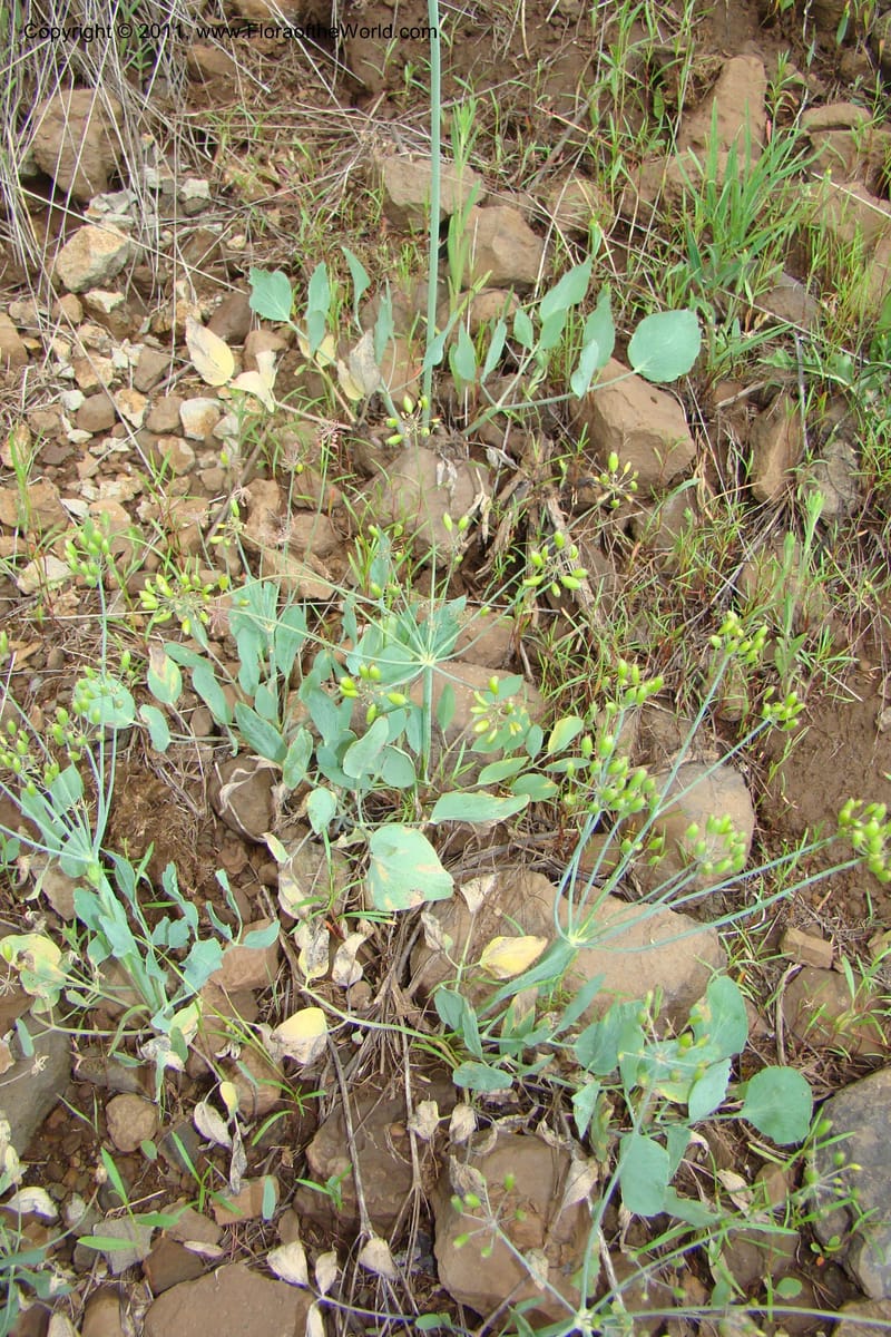 Lomatium nudicaule, C. Davidson 11435--Idaho. Adams Co. Smokey Boulder Rd. 6 June 2009. 318.jpg