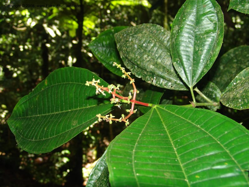 Miconia affinis, AAraujoM1253--Bolivia. Pq. Nac. Madidi. Chalalan. Send. Anta. 30 Nov 04. 277.jpg