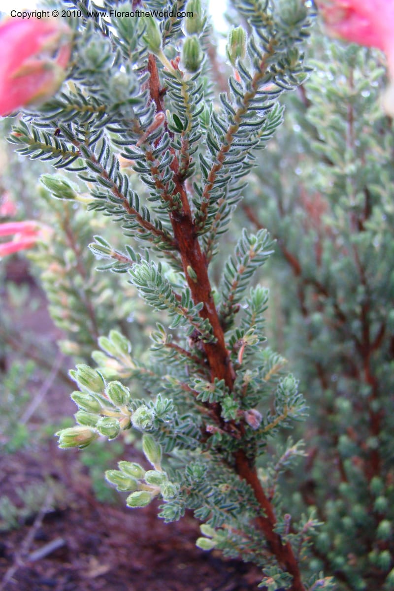 Erica diaphana, 348.04--South Africa. Kirstenbosch Bot. Gard. 21 Aug 09. 059 (6).jpg