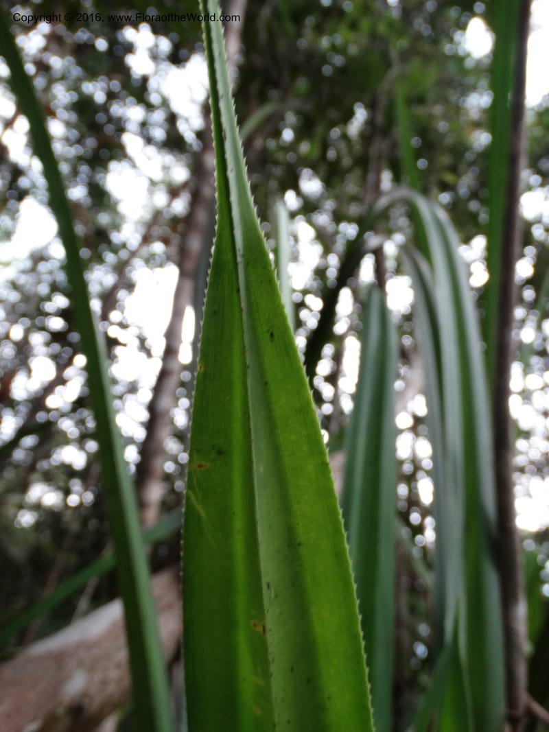 Pandanus occultus, Callmander, M 1184--Sabah. G. Silam. 1 Oct 2014. DSC00937 (28).JPG