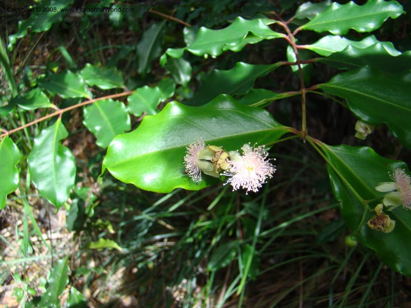 Archirhodomyrtus, JMunzinger4684--N.Caled. RT 1, Avangui For., Hervrouet Cr. 12 Nov 07. 047.jpg