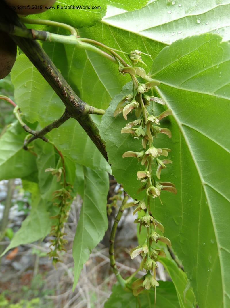 Acer davidii, Boufford, D 43630--China. Sichuan. LiXian. MiYaLuo. 9 May 2014. DSC04513 (178).JPG