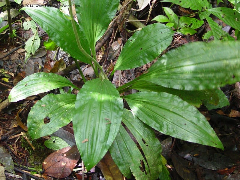 Calanthe sylvatica cf--Cameroon. Mt. Cameroon. 5 Dec 03. 066a (3).jpg