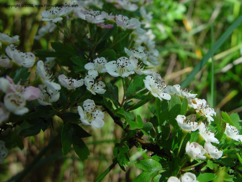 Crataegus monogyna--Italy. Abruzzo. Ris. Torino di Sangro. 5 May 03. 082.jpg