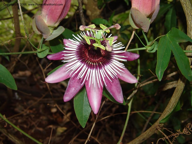Passiflora--Kenya. Brooks Bond Tea Estate, Kericho. 10 Jul 04. 115.jpg