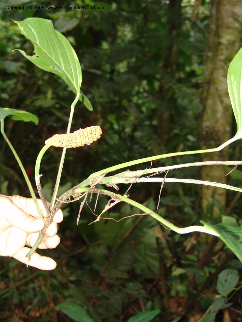 Monstera, RVasquez33000--Peru. Pillcopata. Qbda Pini Pini. 29 Oct 07. 618.jpg