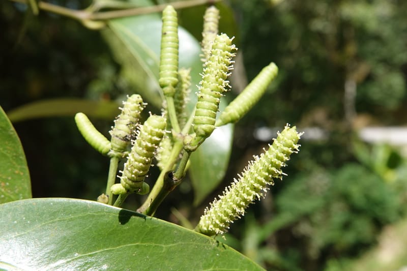 Gnetum catasphaericum, D. Boufford 44101--China. Yunnan. Lao jun Shan. 30 Apr 2018. DSC00424 (568).JPG