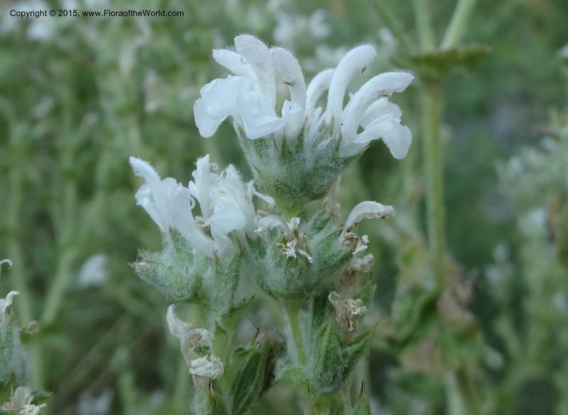 Salvia aethiopis, Davidson, C 12603--ID. Idaho Co. Goff Bridge on Hwy 95 N of Riggins. 16 Jul 2014. DSC00481 (88).JPG